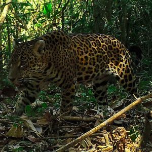 AmazonCam-Research-1