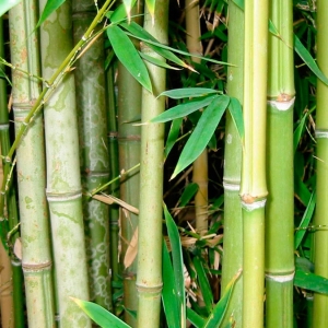 Bamboo-Trail-1-1