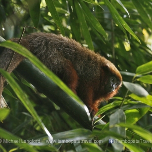 Bamboo-Trail-3-1