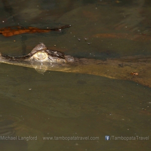 Island-Exploration-Pond-3-1