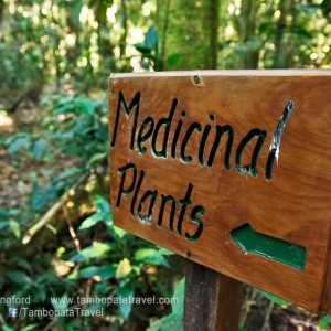 Medicinal-Plants-Trail-3-1