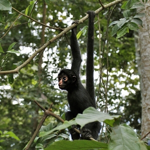 Monkey-Search-3-1