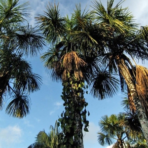 Palm-Swamp-1-1