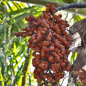 Palm-Swamp-2-1