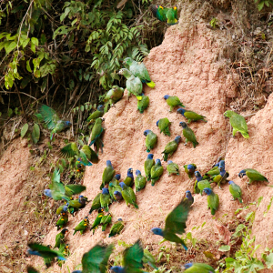 Parrot-Clay-Lick-2-2