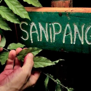 Medicinal-Plants-Trail-1