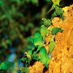 Parrot-Clay-Lick-1-1