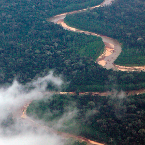 Approaching-the-Rainforest