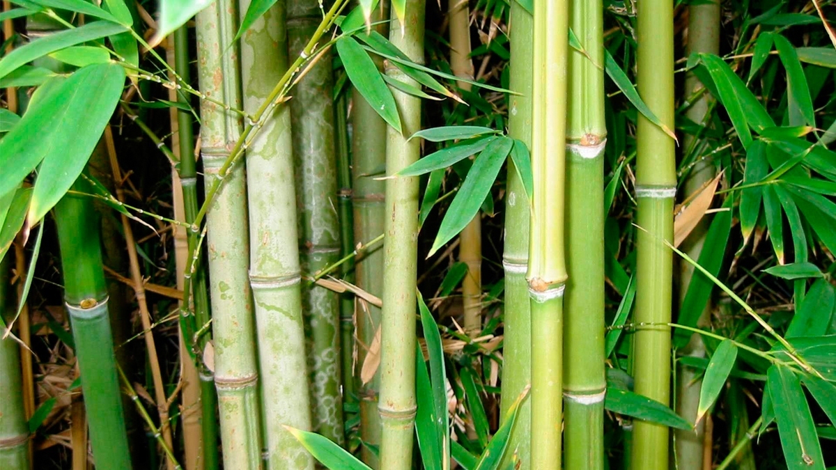 Bamboo-Trail-1