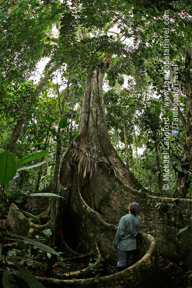 Giants-of-the-Rainforest