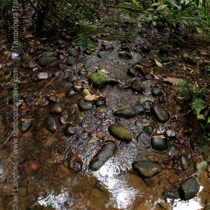 Creek-Trail-1