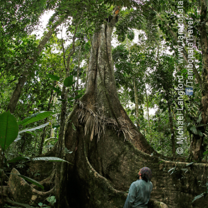 Giants-of-the-Rainforest