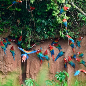 Macaw-Clay-Lick-4-1