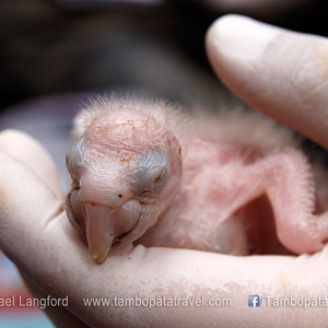 Macaw-Research-2