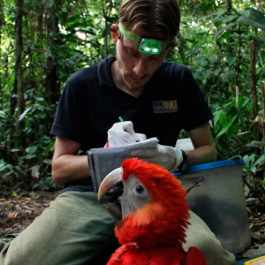 Macaw-Research-3