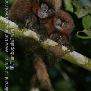 Monkey-Search-2-1
