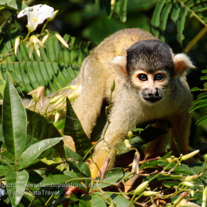 Monkey-Search-5-1