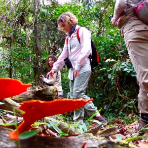 Rainforest-Trail-3