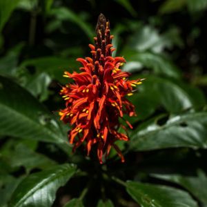 Secrets-of-the-Surroundings-2