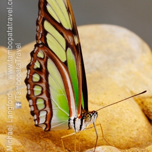 World-of-Butterflies-1