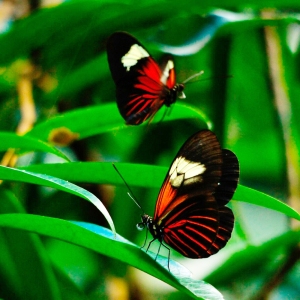 World-of-Butterflies-2