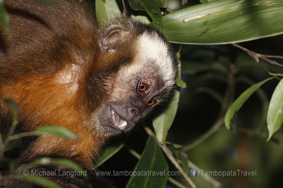 Capuchin-Monkey