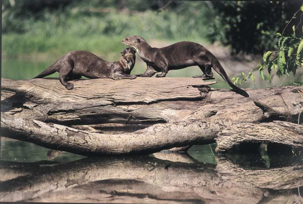 Giant-River-Otters