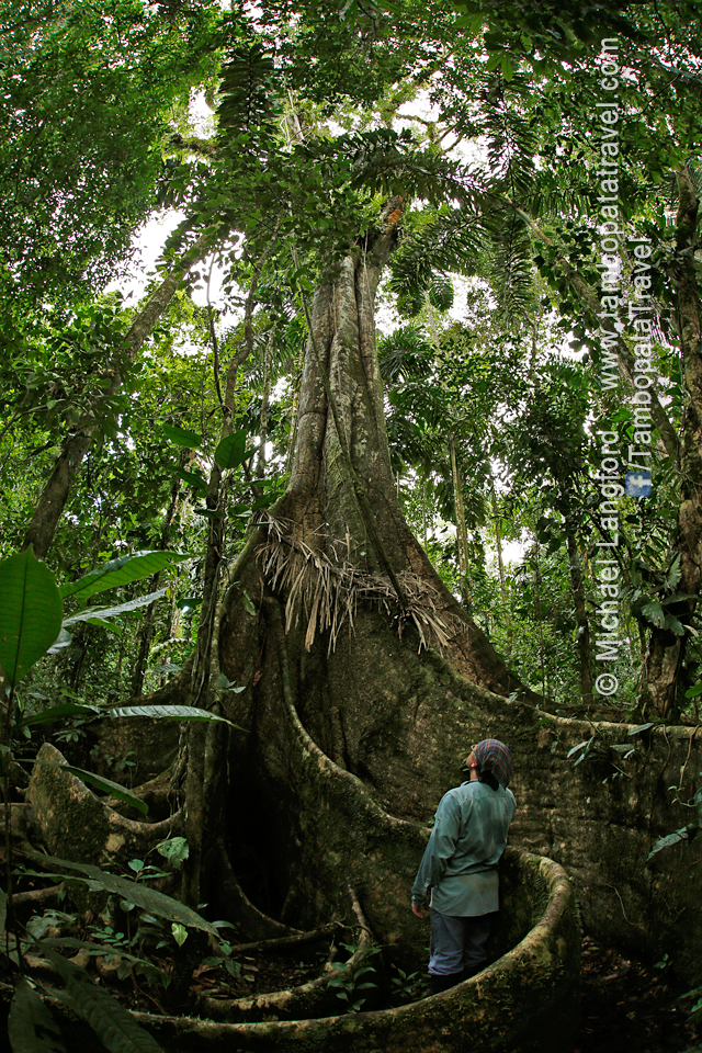 Giants-of-the-Rainforest-1