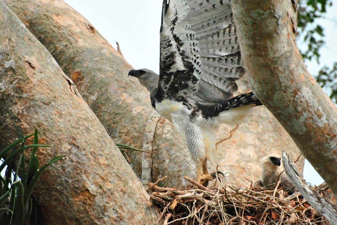 Harpy-Eagle-Nest