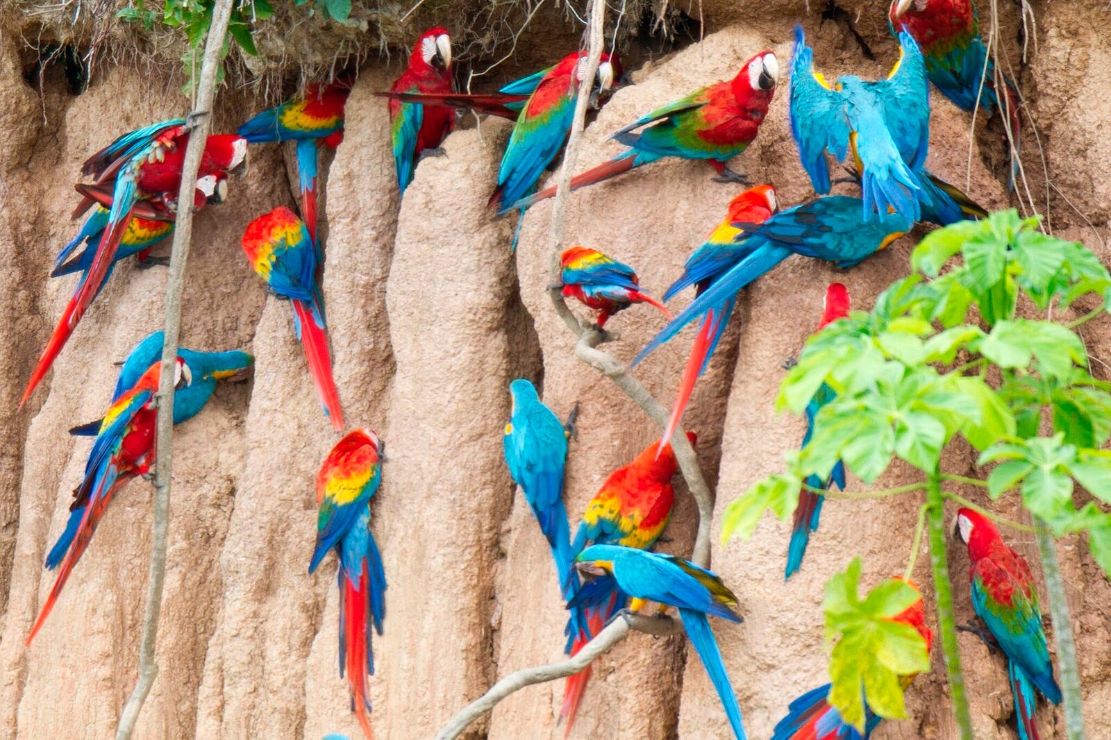 Macaws-at-Clay-Lick