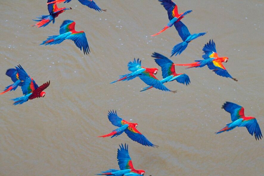 Macaws-in-Flight