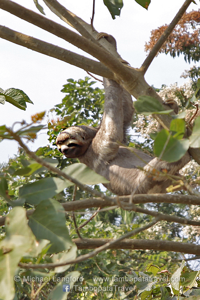 Three-toed-Sloth
