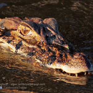Caiman