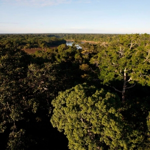 Canopy-Tower-View-1