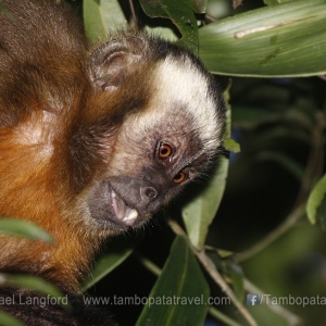Capuchin-Monkey