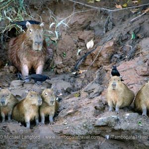 Capybara-Family