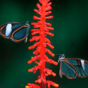Clearwing-Butterflies