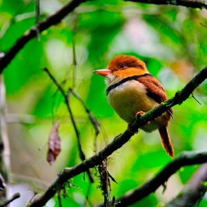 Collared-Puffbird