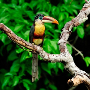 Curl-crested-Aracari
