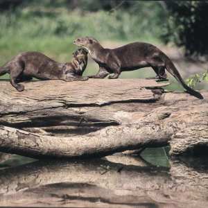 Giant-River-Otters