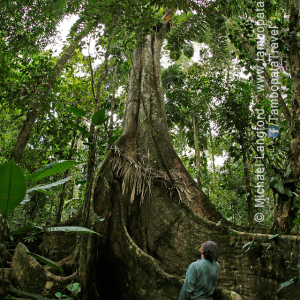 Giants-of-the-Rainforest-1