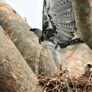 Harpy-Eagle-Nest