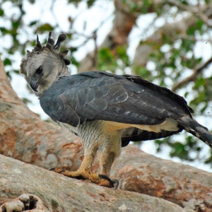 Harpy-Eagle
