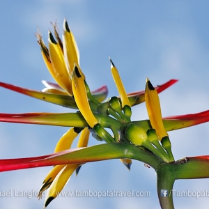 Heliconia-Flower