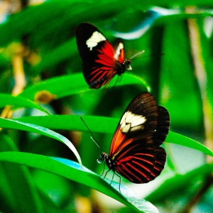 Heliconius-erato