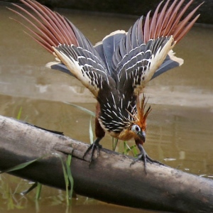 Hoatzin-1