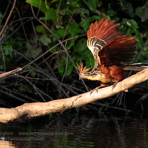 Hoatzin-2