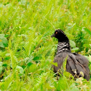 Horned-Screamer