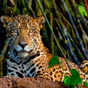 Jaguar-2