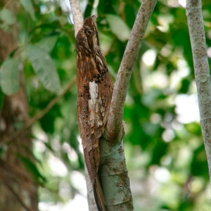 Long-Tailed-Potoo